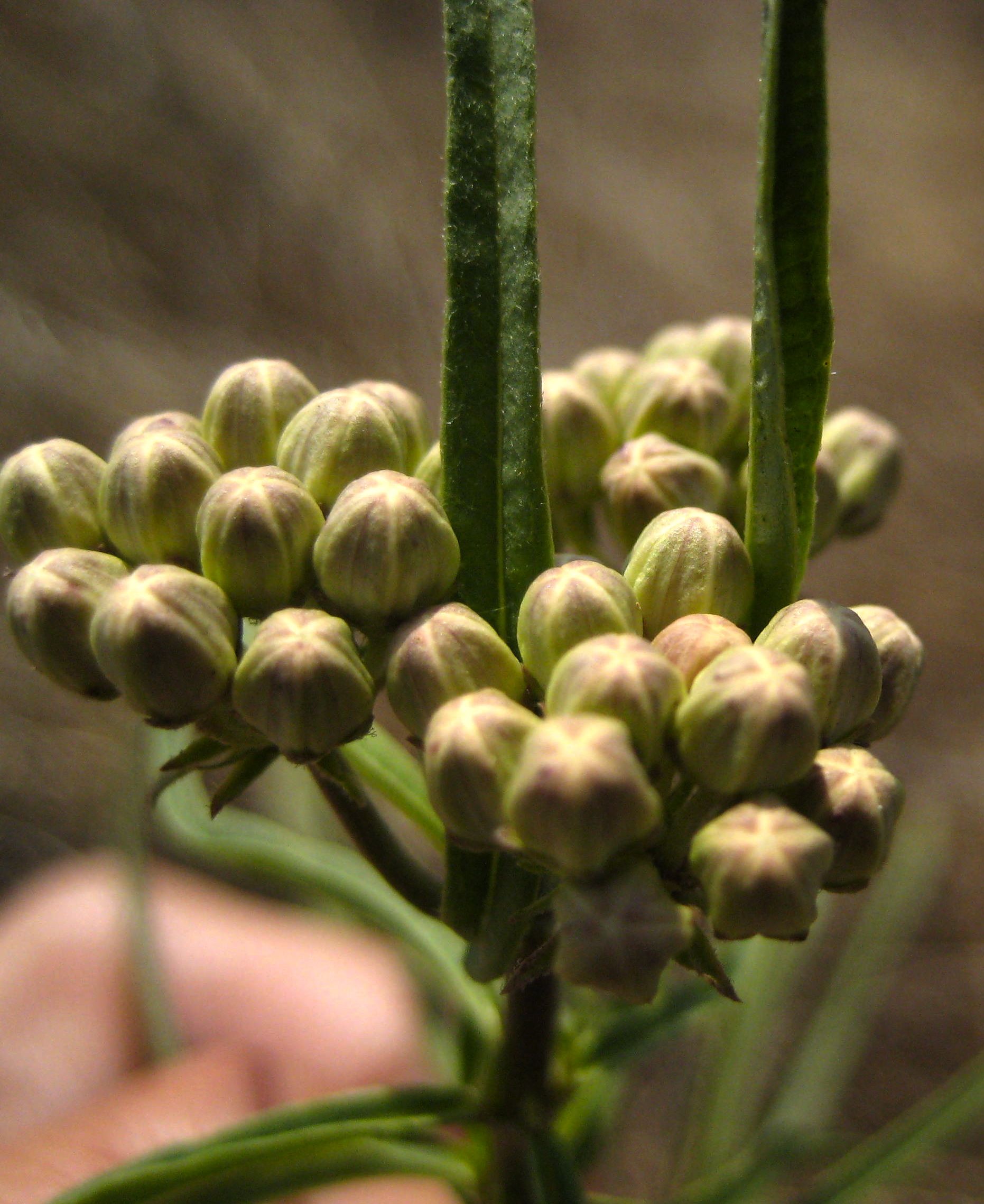 Asclepias fascicularis (Narrow-leaf milkweed), native California herb