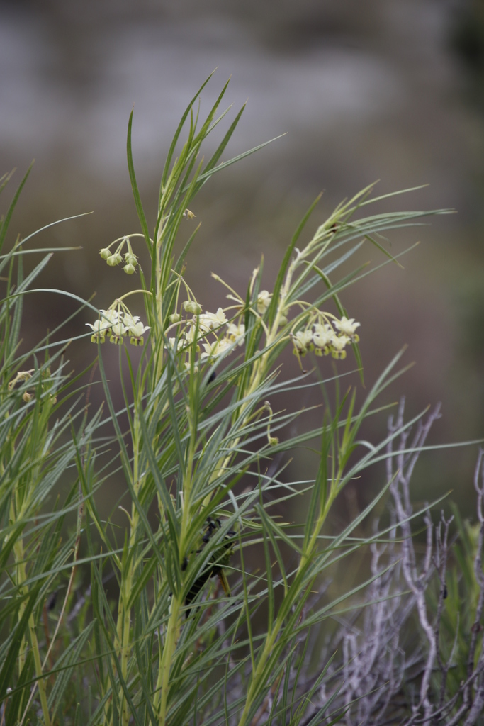 Asclepias fruticosa (African milkweed), non-native California subshrub