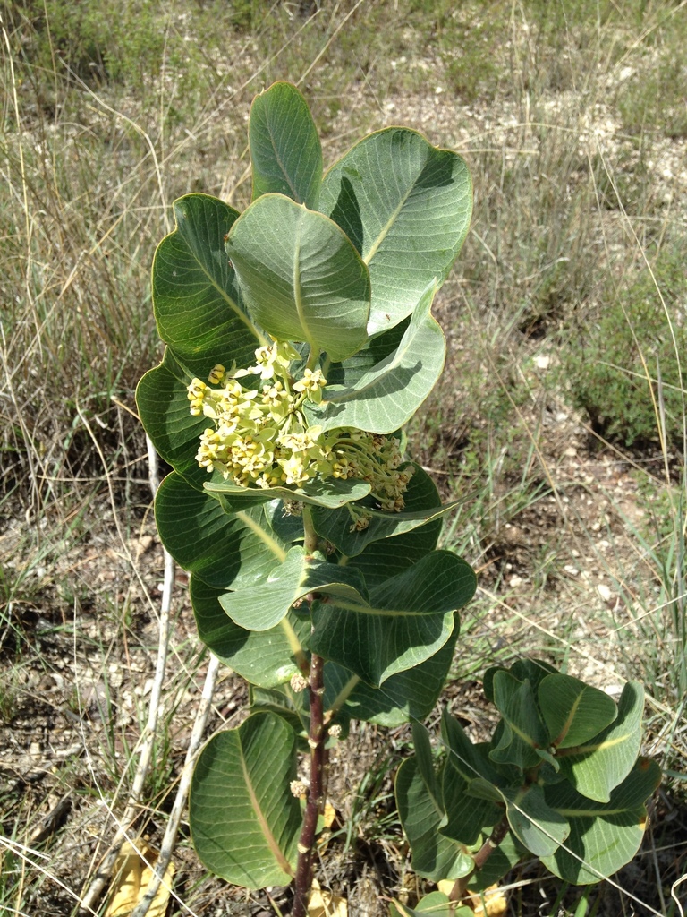 Asclepias latifolia (Broadleaf milkweed), native California herb