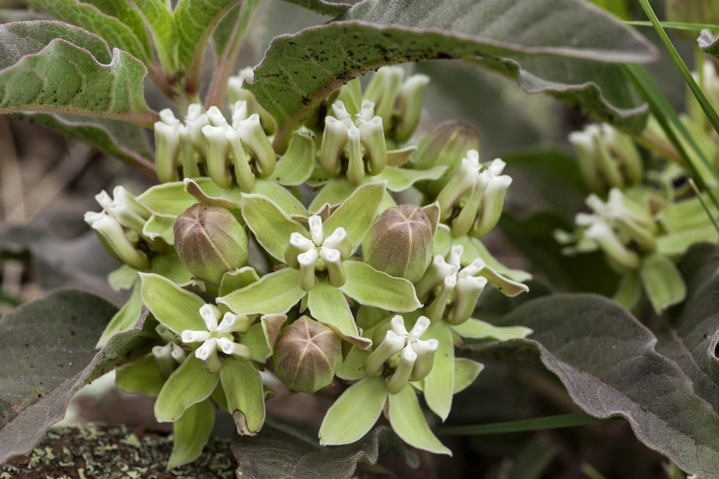 Asclepias nyctaginifolia (Mojave milkweed), native California herb