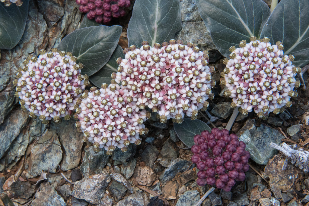 Asclepias solanoana (Serpentine milkweed), native California herb