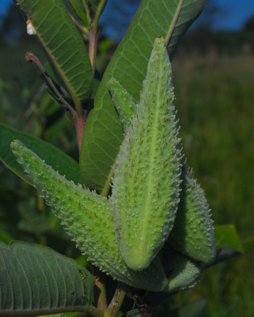 Asclepias sp. (Milkweed), non-native California perennial