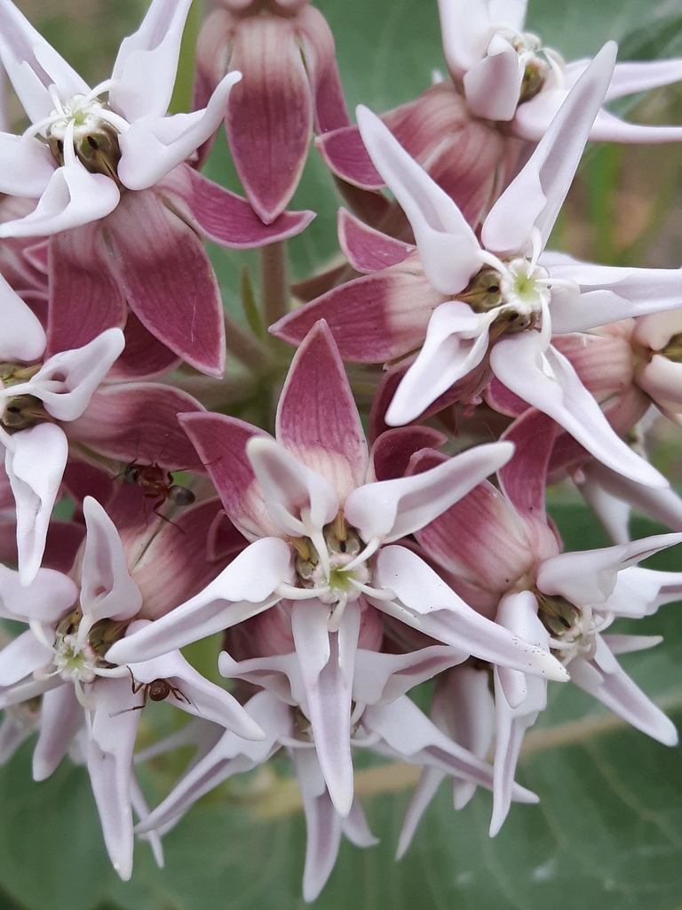 Asclepias speciosa (Showy milkweed), native California herb