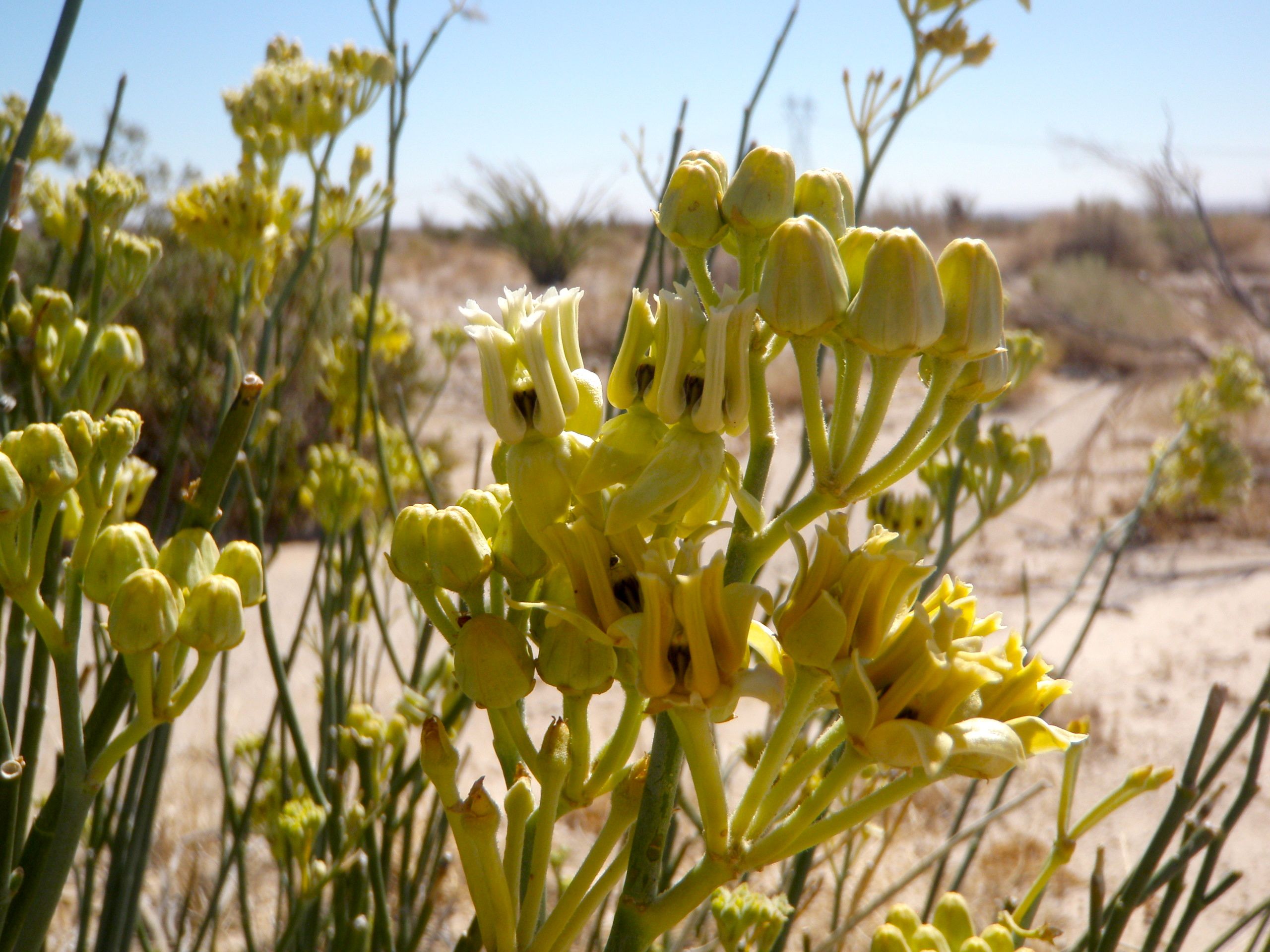 Asclepias subulata (Rush milkweed), native California subshrub