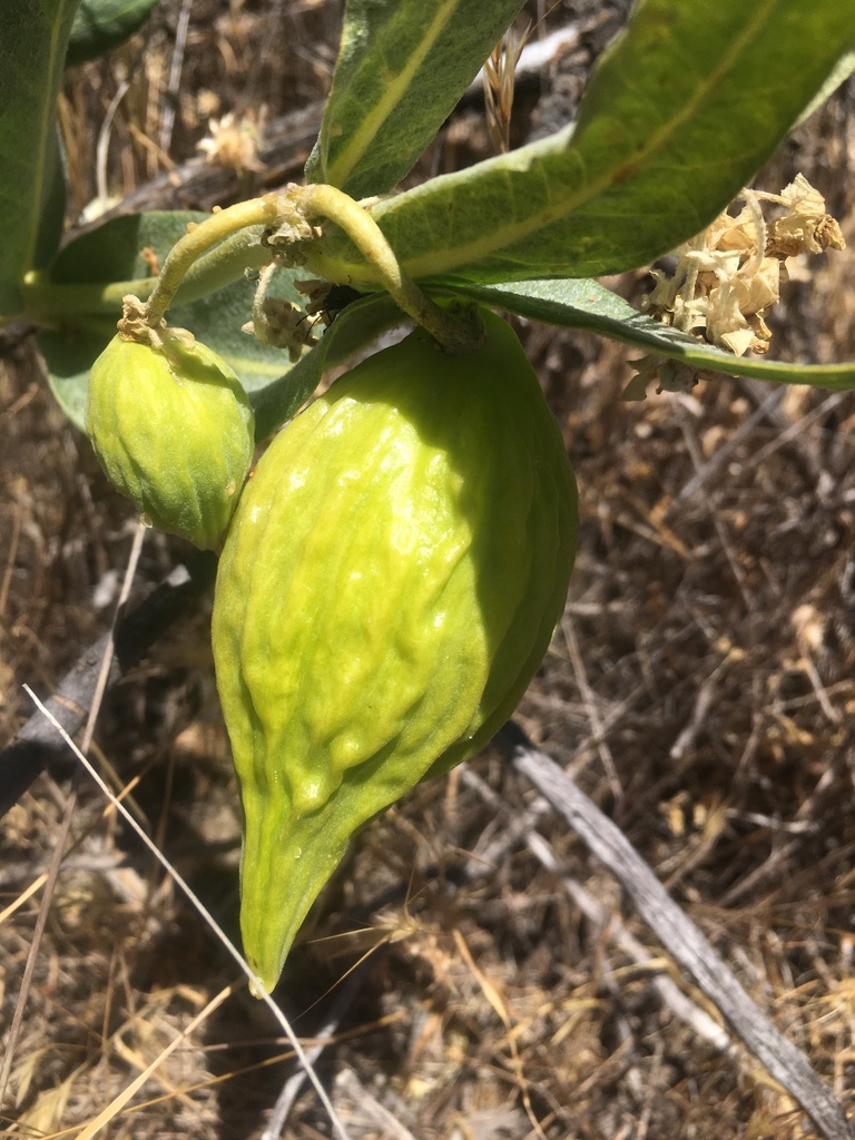 Asclepias vestita (Woolly milkweed), native California herb