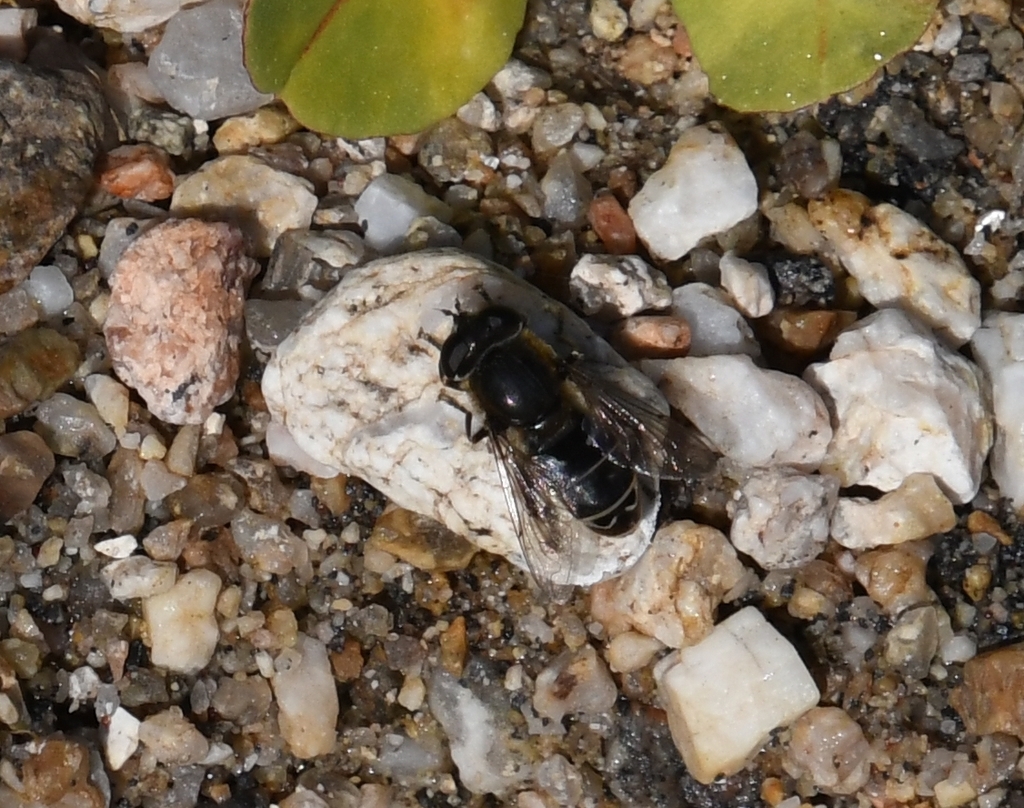 Asemosyrphus polygrammus (Common Sickleleg), California species