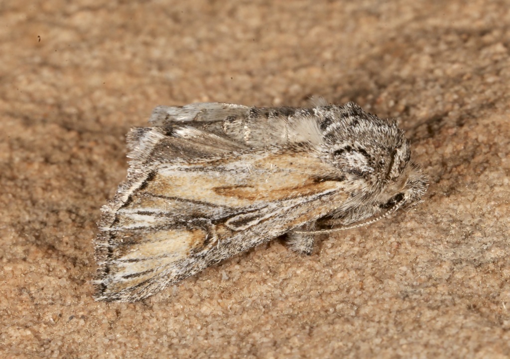 Aseptis marina (Marina Aseptis), California species