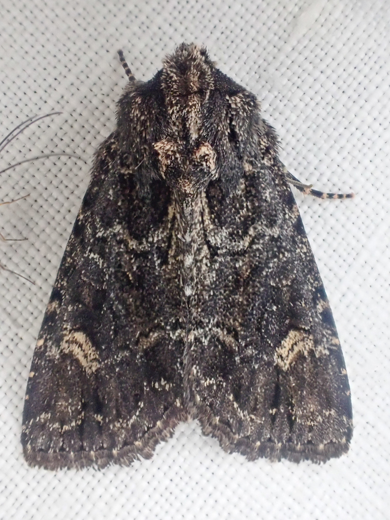 Aseptis binotata (Two-Spotted Aseptis), California species