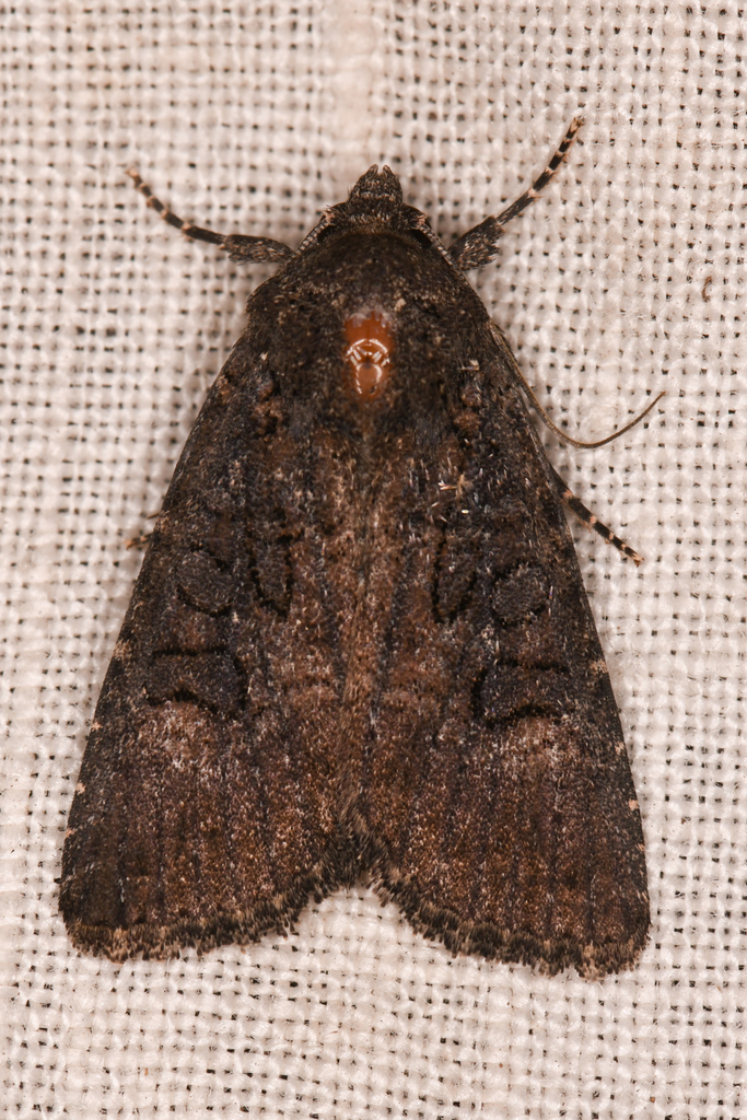 Aseptis fumosa, California species