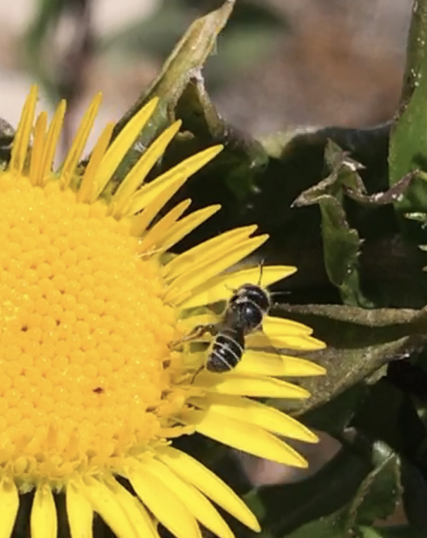 Ashmeadiella chumashae (Channel Islands Leaf-cutter Bee), California species