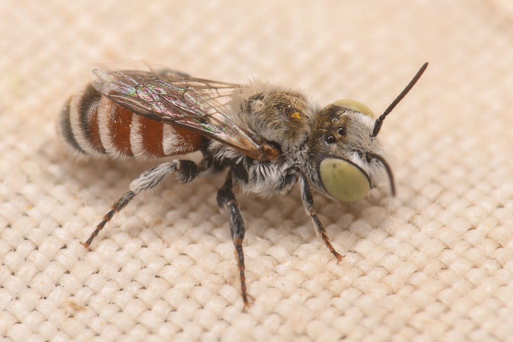 Ashmeadiella sculleni (Leaf-cutter bees), California species