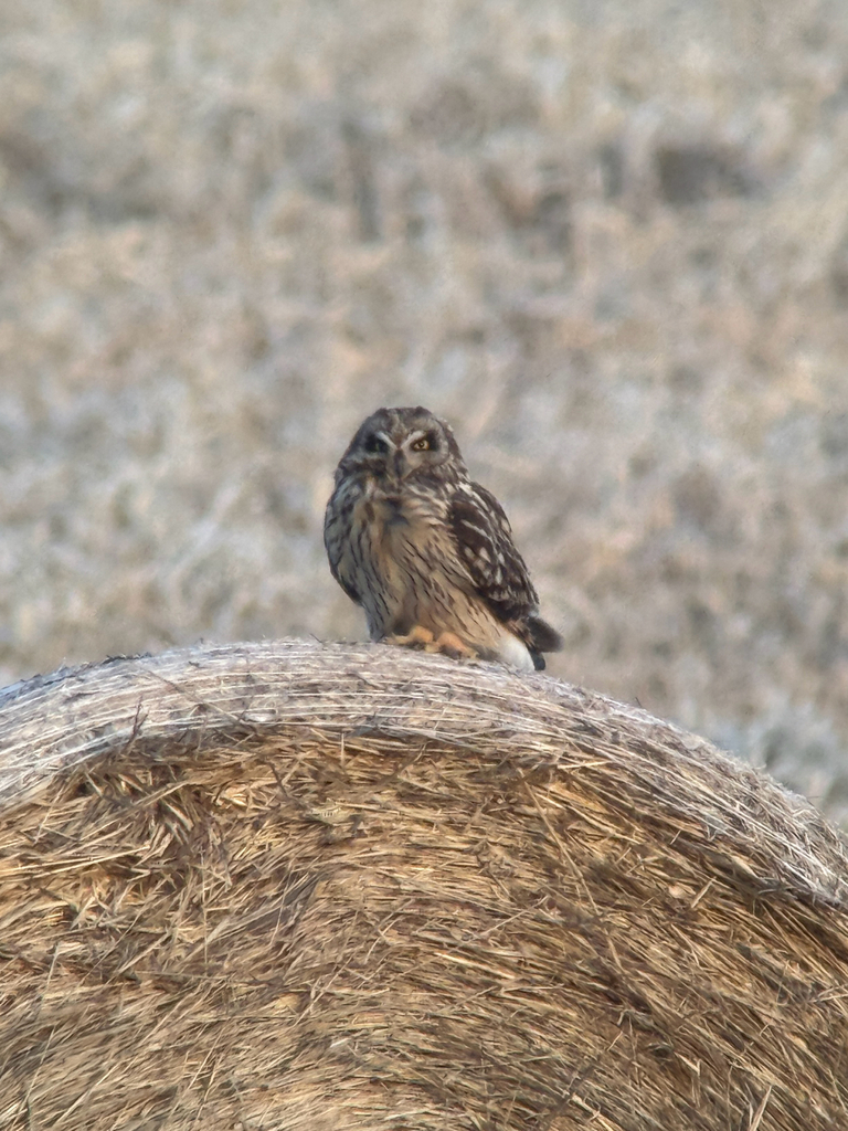 Asio flammeus flammeus (Short-eared Owl (subspecies)), California species
