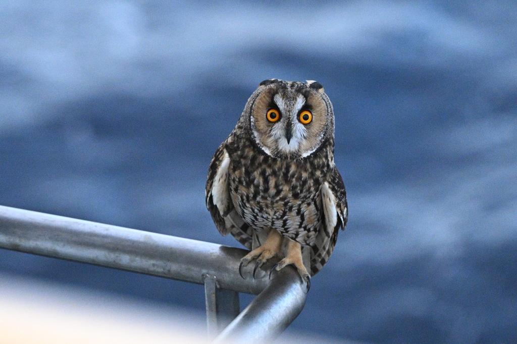 Asio otus (Long-eared Owl), California species