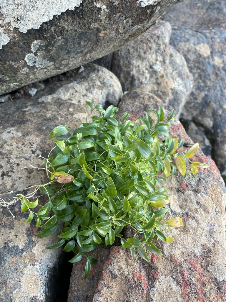 Asparagus asparagoides (African asparagus fern), non-native California vine