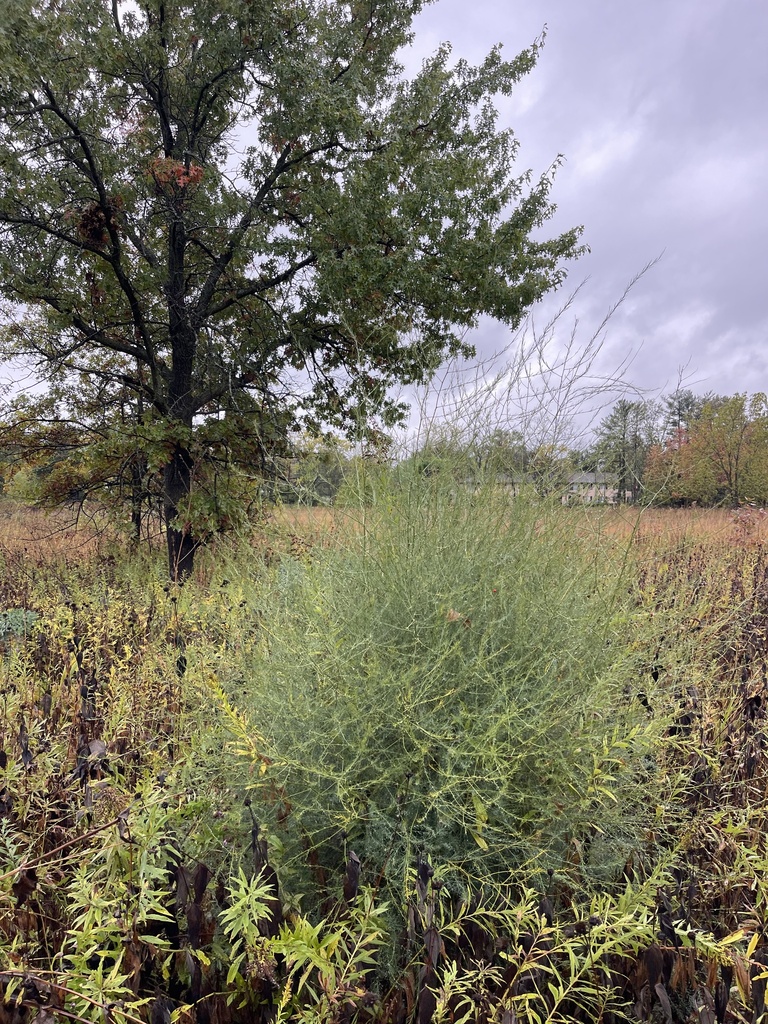 Asparagus officinalis subsp. officinalis, non-native California perennial