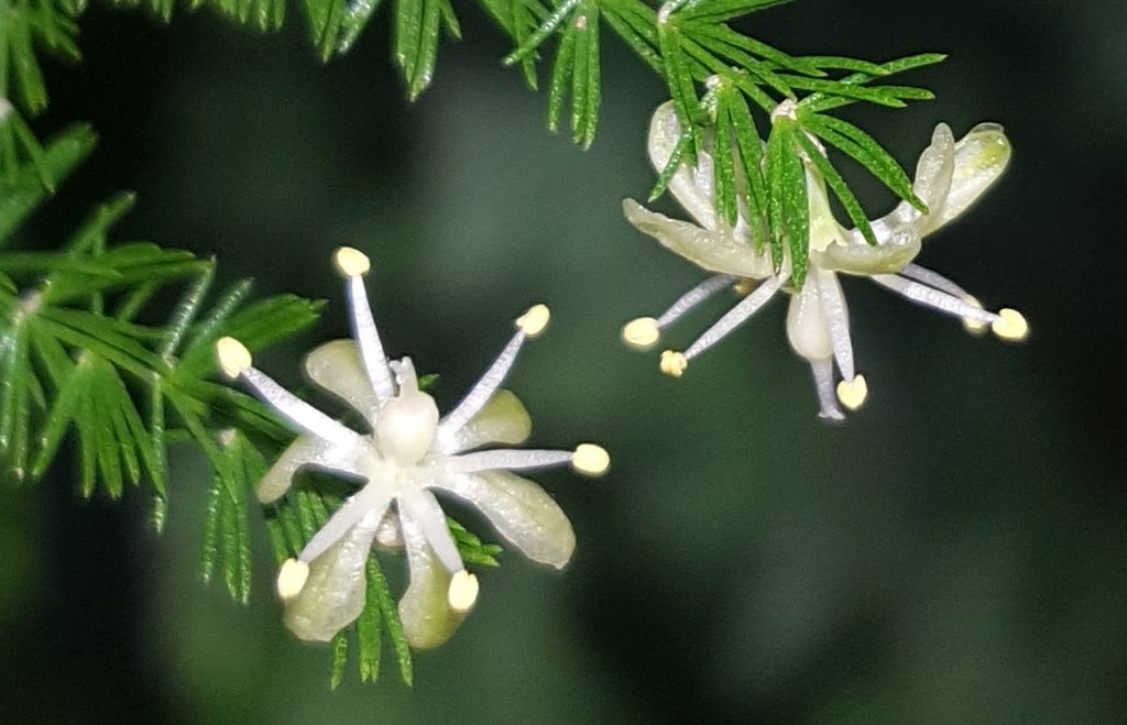 Asparagus setaceus (Common asparagus fern), non-native California vine