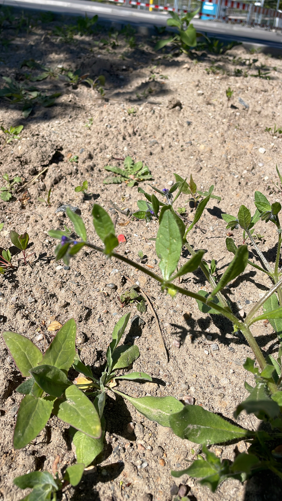 Asperugo procumbens (German madwort), non-native California herb