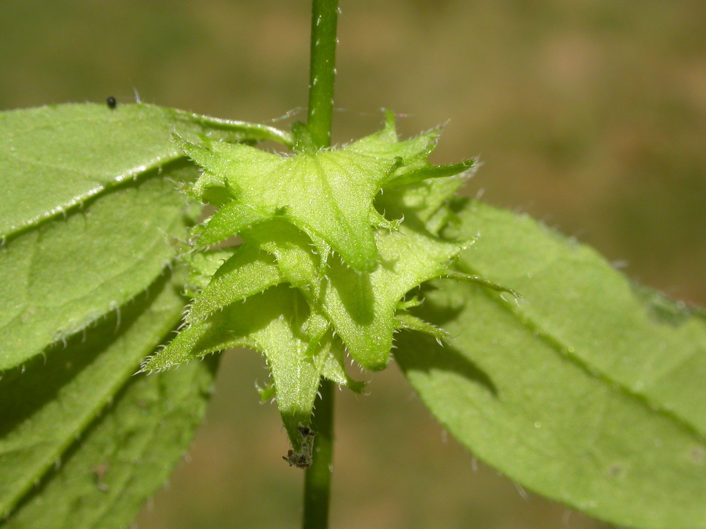 Asperugo sp. (Madwort), non-native California perennial