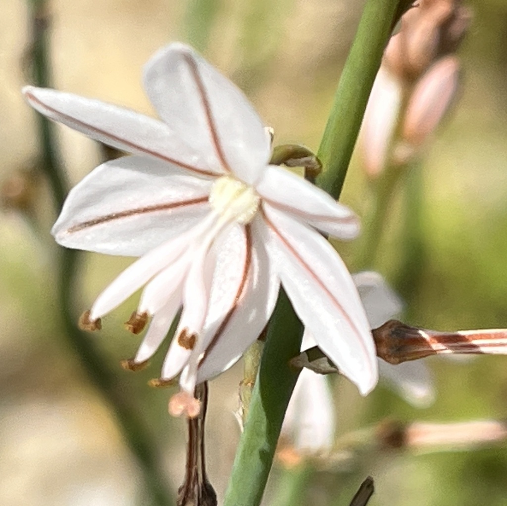 Asphodelus fistulosus (Asphodel), non-native California herb