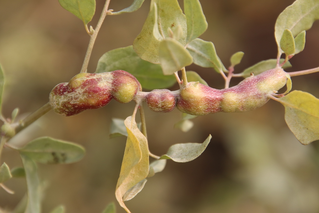 Asphondylia atriplicis (Tumor Stem Gall Midge), California species