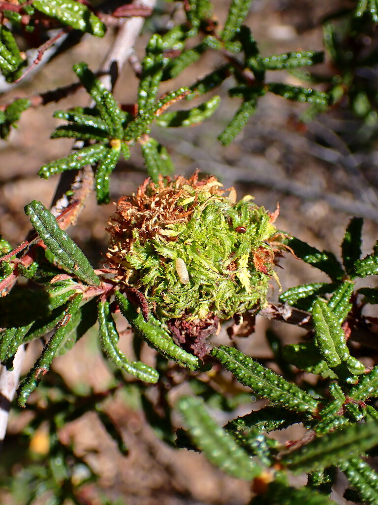 Asphondylia ceanothi (Ceanothus Bud Gall Midge), California species