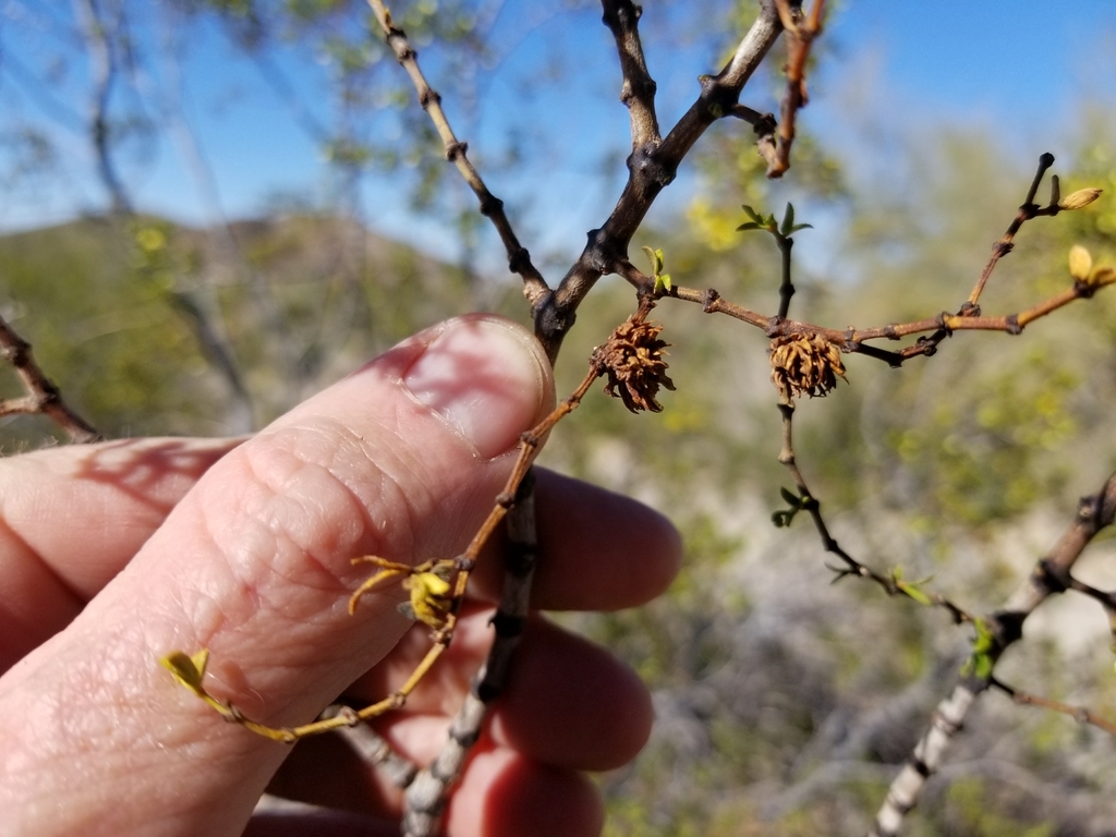 Asphondylia foliosa (Creosote Leafy Bud Gall Midge), California species