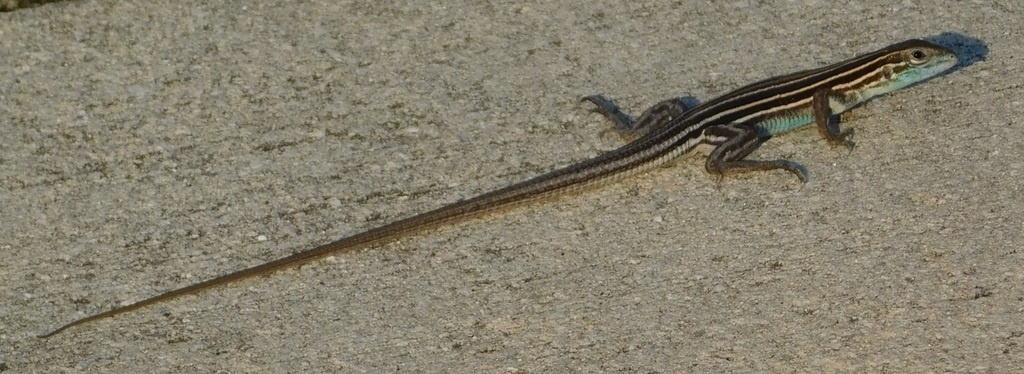 Aspidoscelis hyperythra (Orange-throated Whiptail), California species