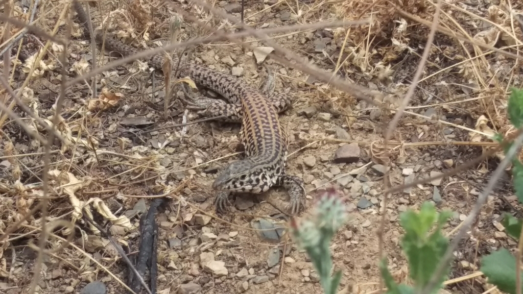 Aspidoscelis tigris stejnegeri (Coastal Whiptail), California species