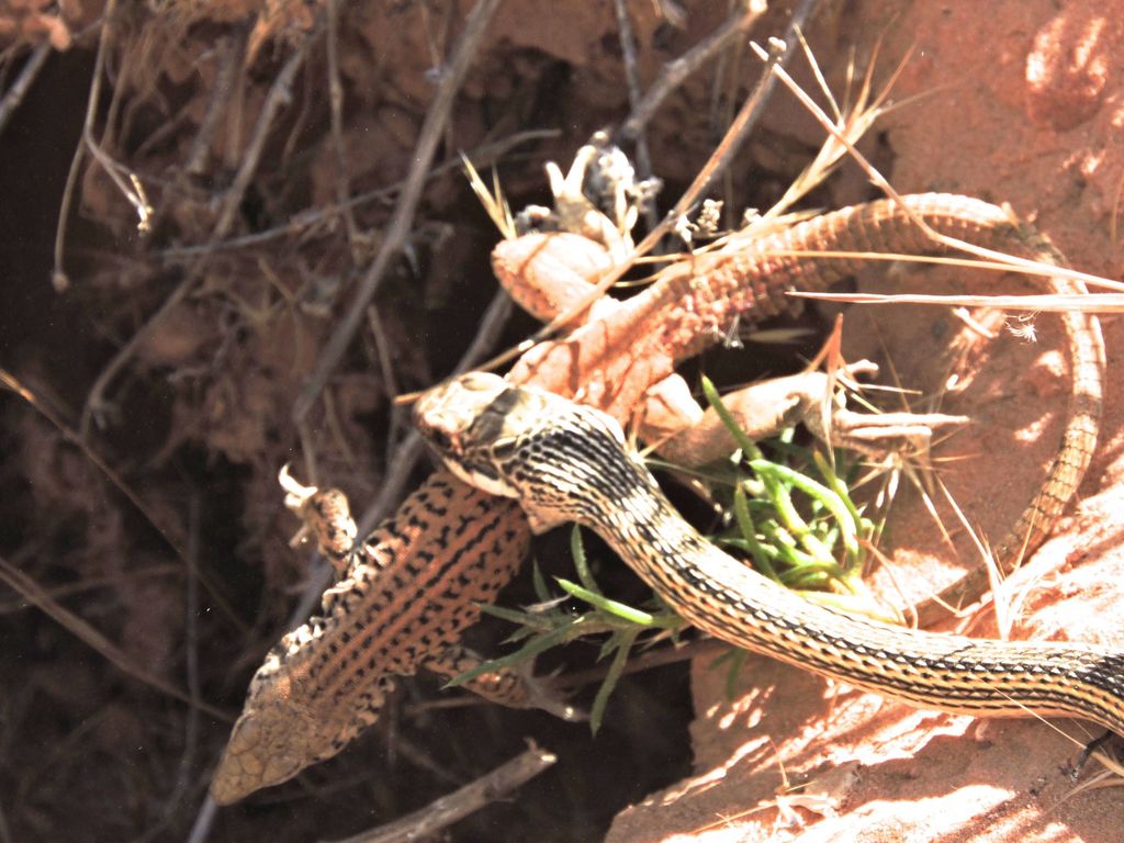 Aspidoscelis tigris (Western Whiptail), California species