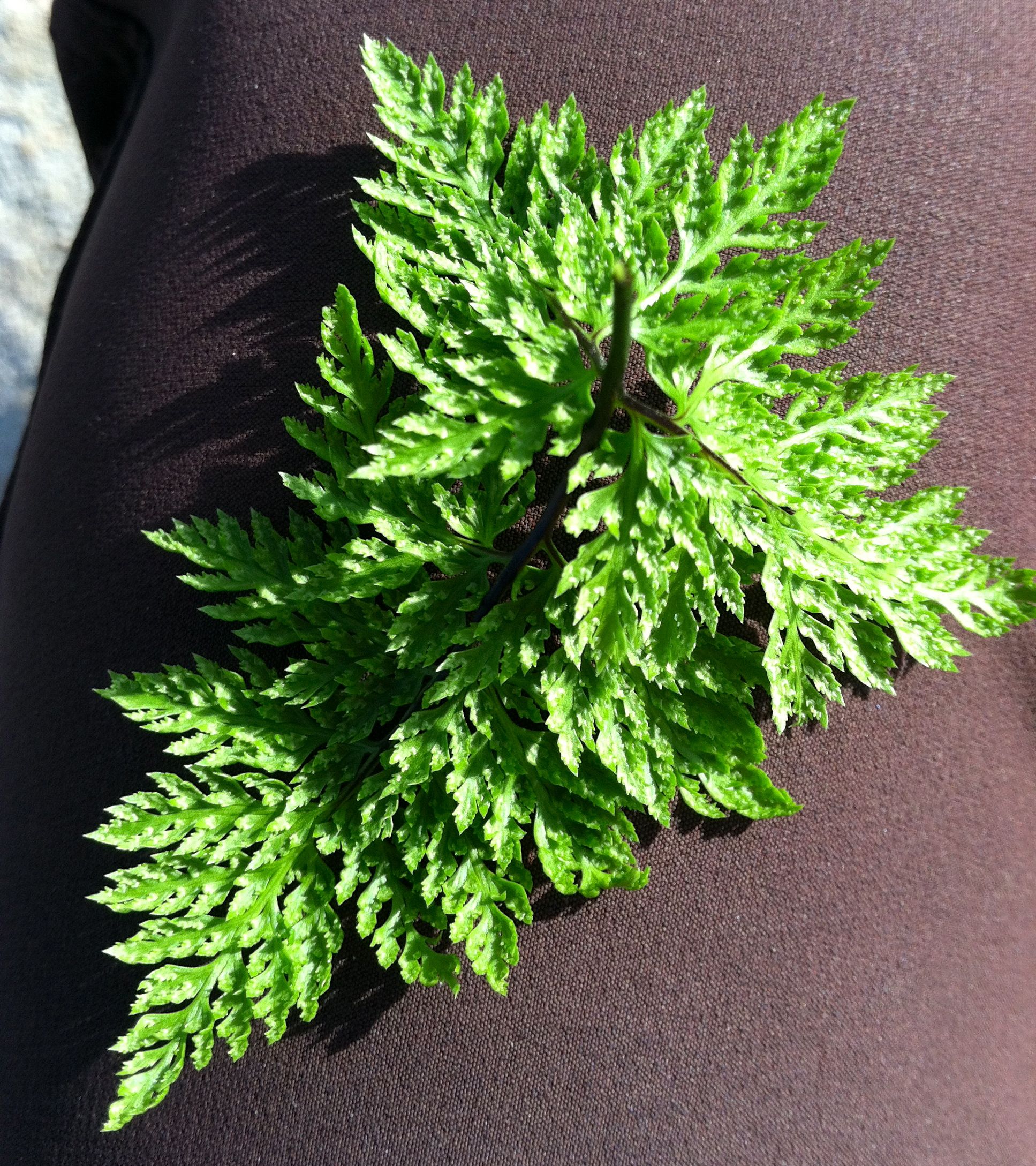Aspidotis californica (California lace fern), native California herb