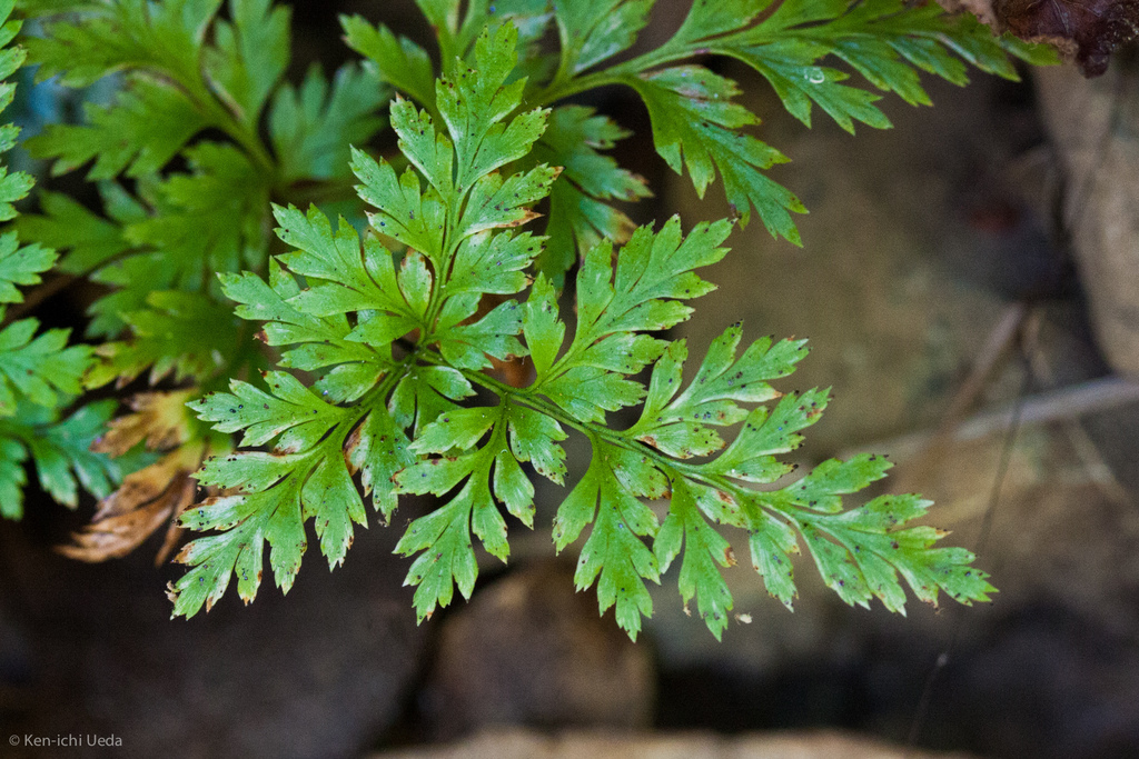 Aspidotis carlotta-halliae (Carlotta hall's lace fern), native California herb
