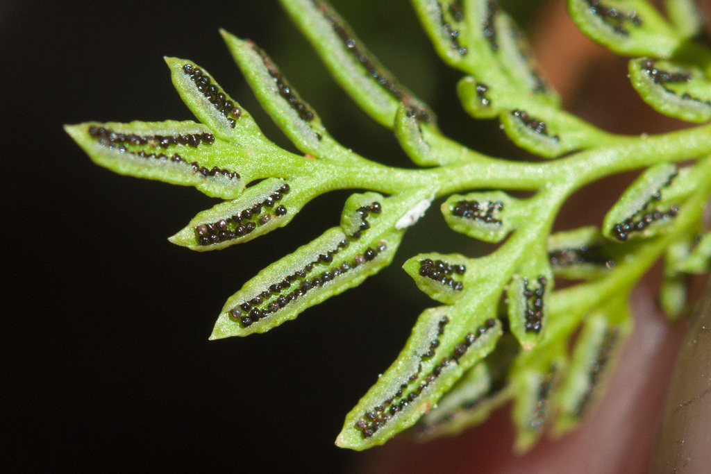 Aspidotis densa (Dense lace fern), native California herb