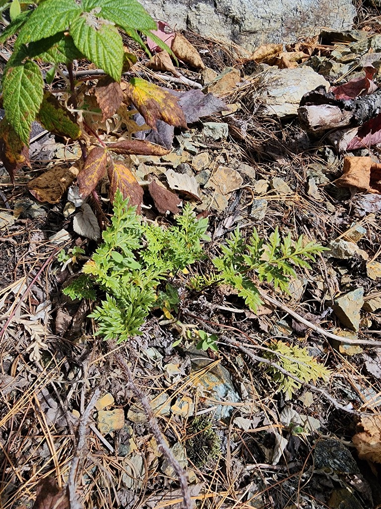 Aspidotis sp., non-native California perennial