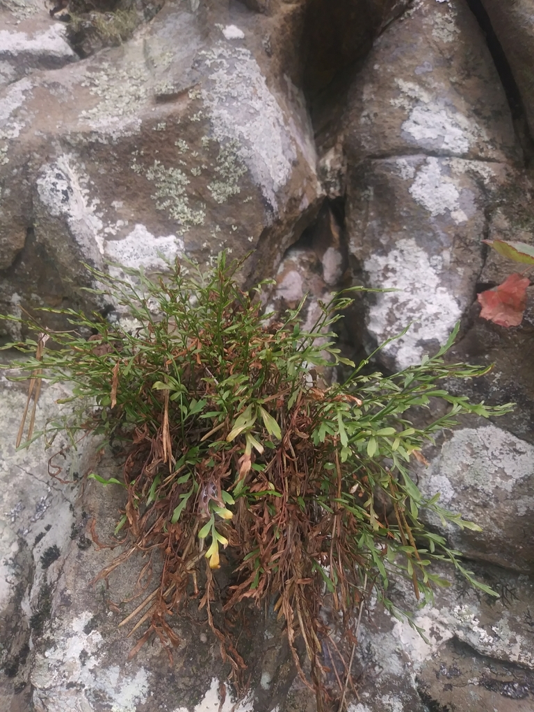 Asplenium septentrionale (Northern spleenwort), native California herb