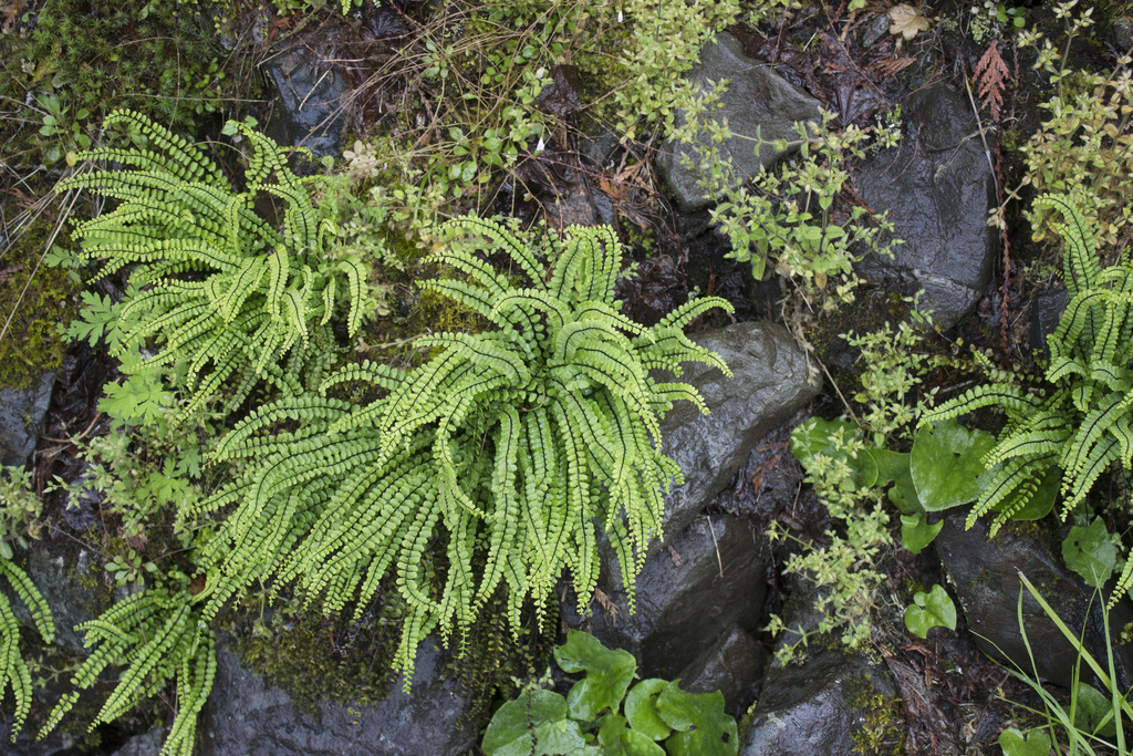 Asplenium trichomanes subsp. trichomanes (Maidenhair spleenwort), native California herb