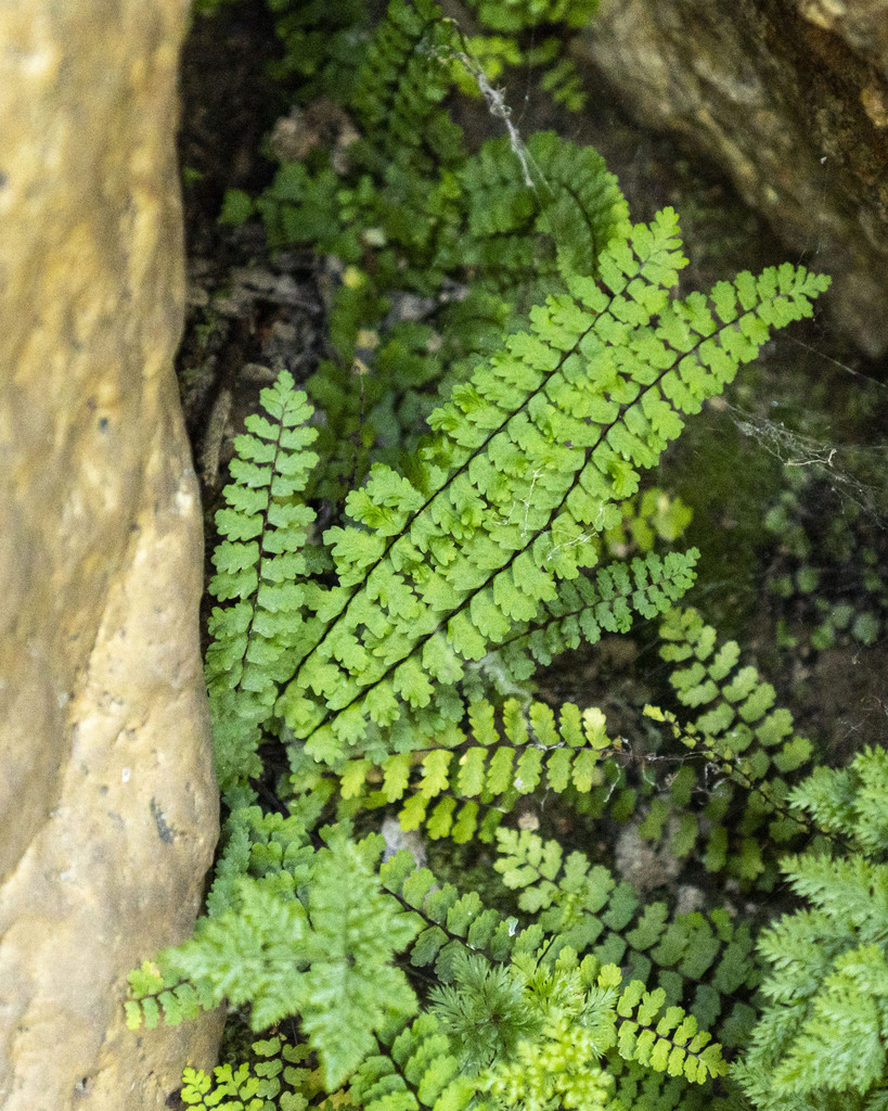 Asplenium vespertinum (Western spleenwort), native California herb