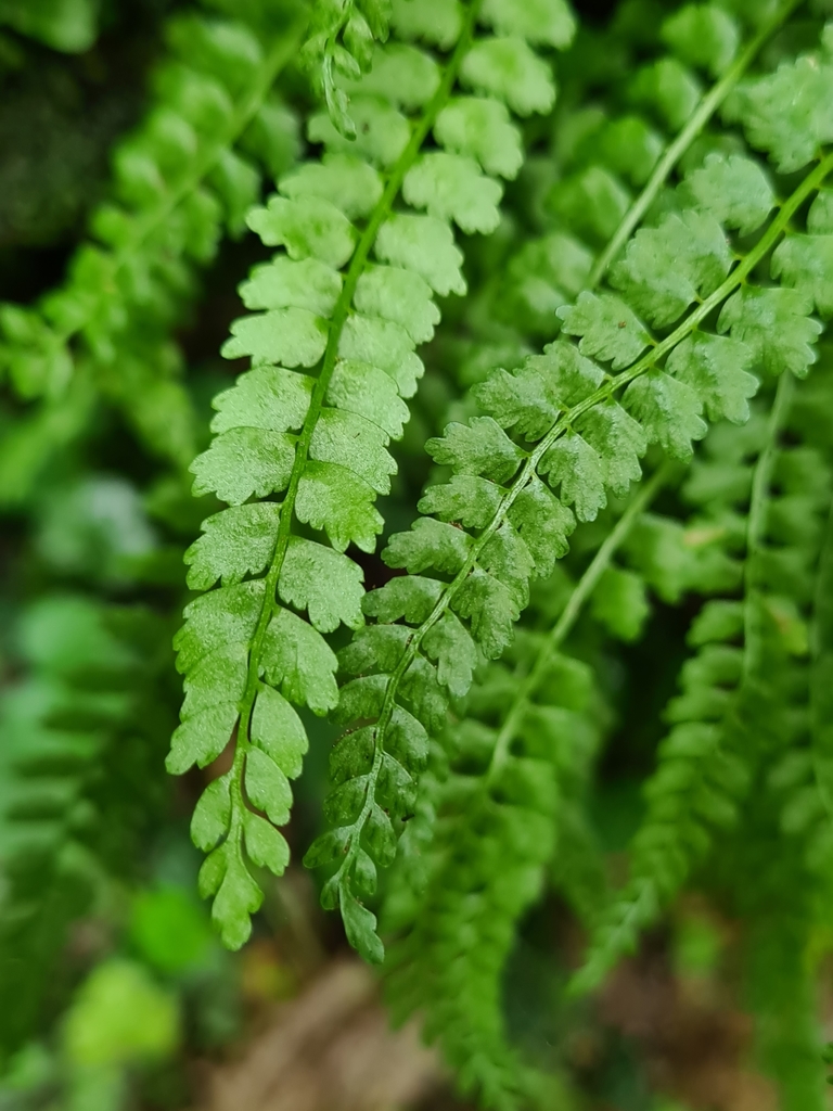 Asplenium viride (Green spleenwort), native California herb