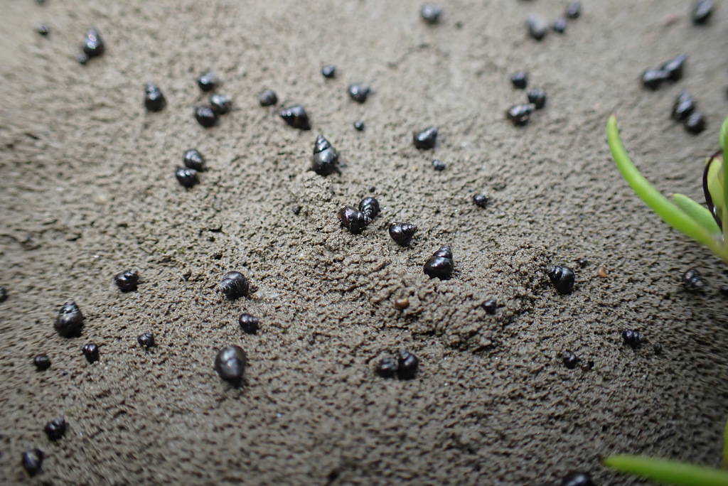 Assiminea infima (Badwater Snail), California species