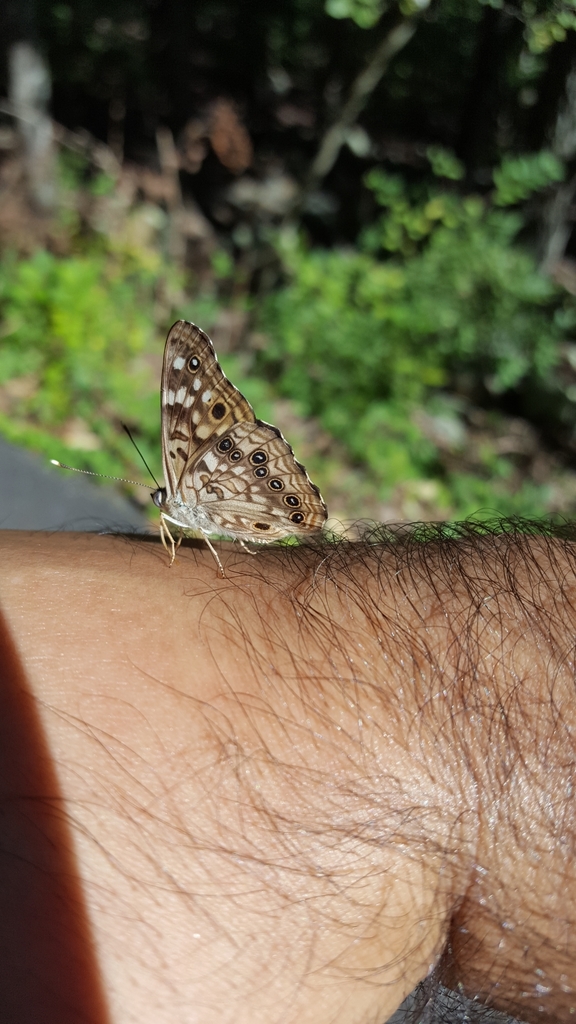 Asterocampa celtis (Hackberry Emperor), California species