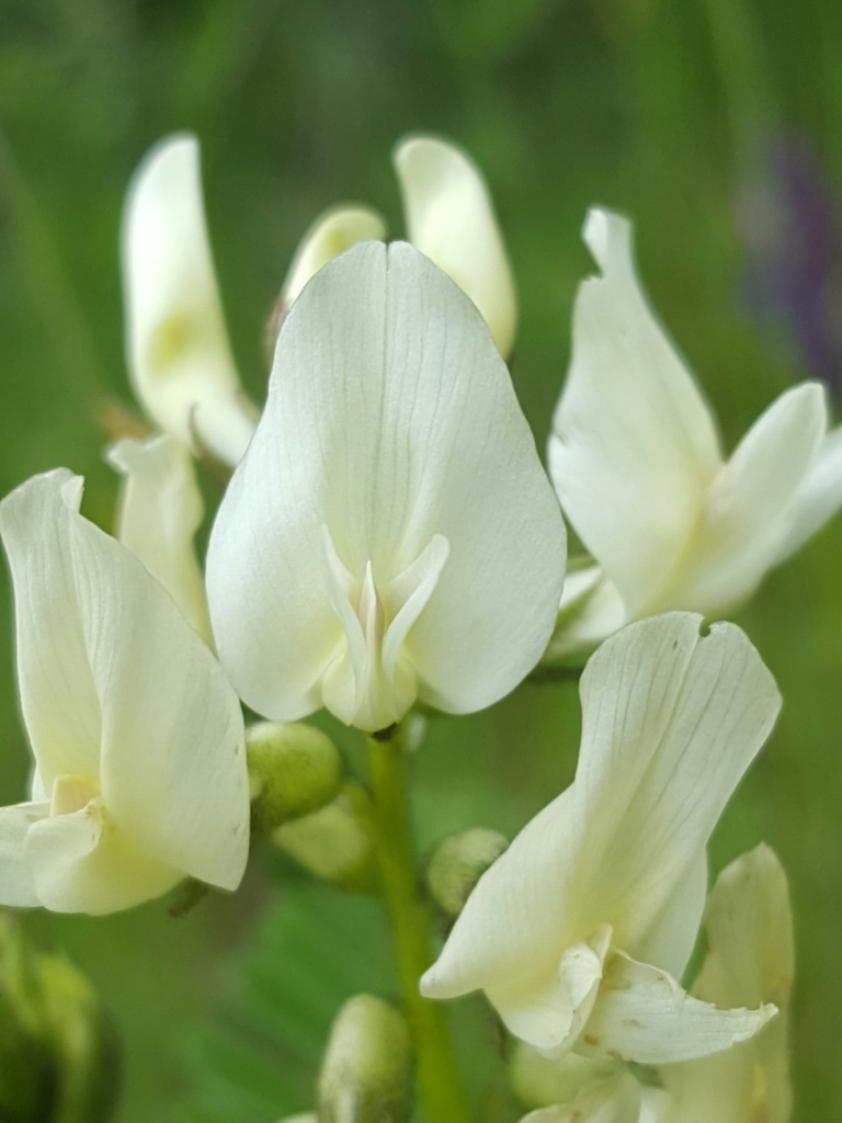 Astragalus accidens var. hendersonii (Henderson's milkvetch), native California herb