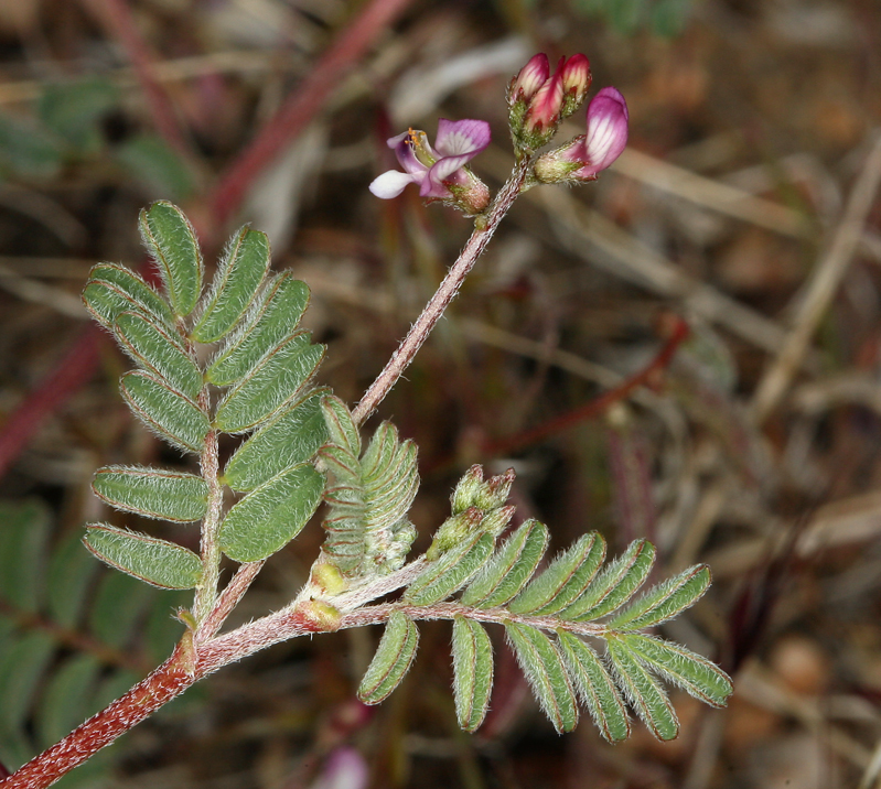 Astragalus acutirostris (Beaked rattle weed), native California herb