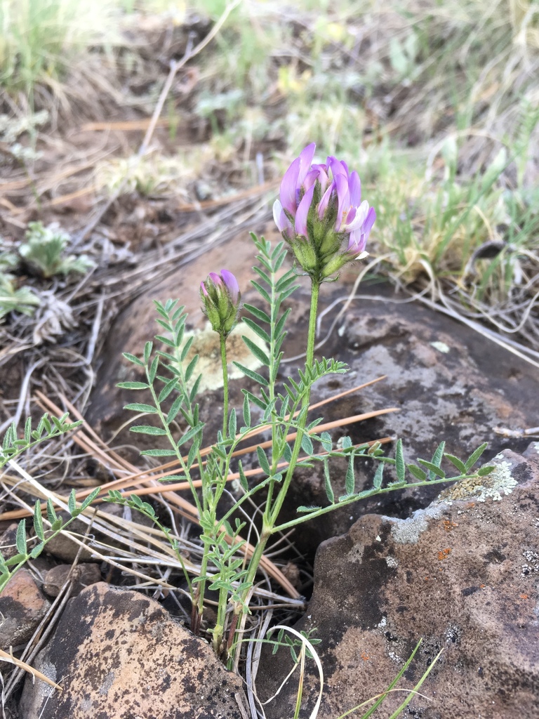 Astragalus agrestis (Field milkvetch), native California herb