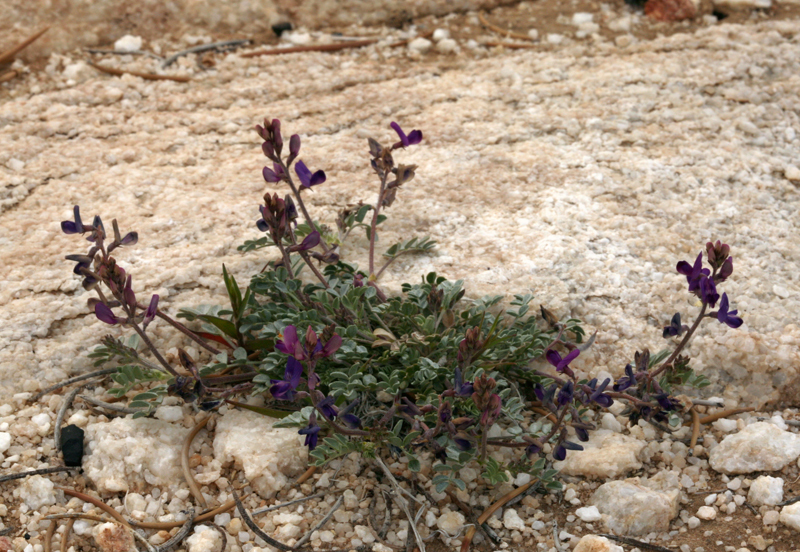 Astragalus albens (Cushenbury milkvetch), native California herb