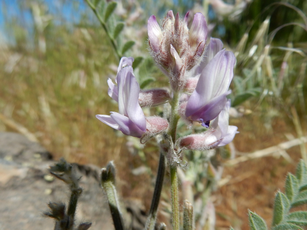 Astragalus andersonii (Anderson's milkvetch), native California herb