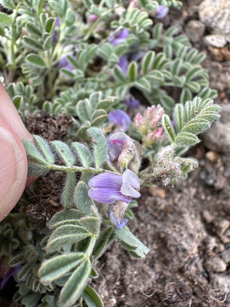 Astragalus anxius (Ash valley milkvetch), native California herb