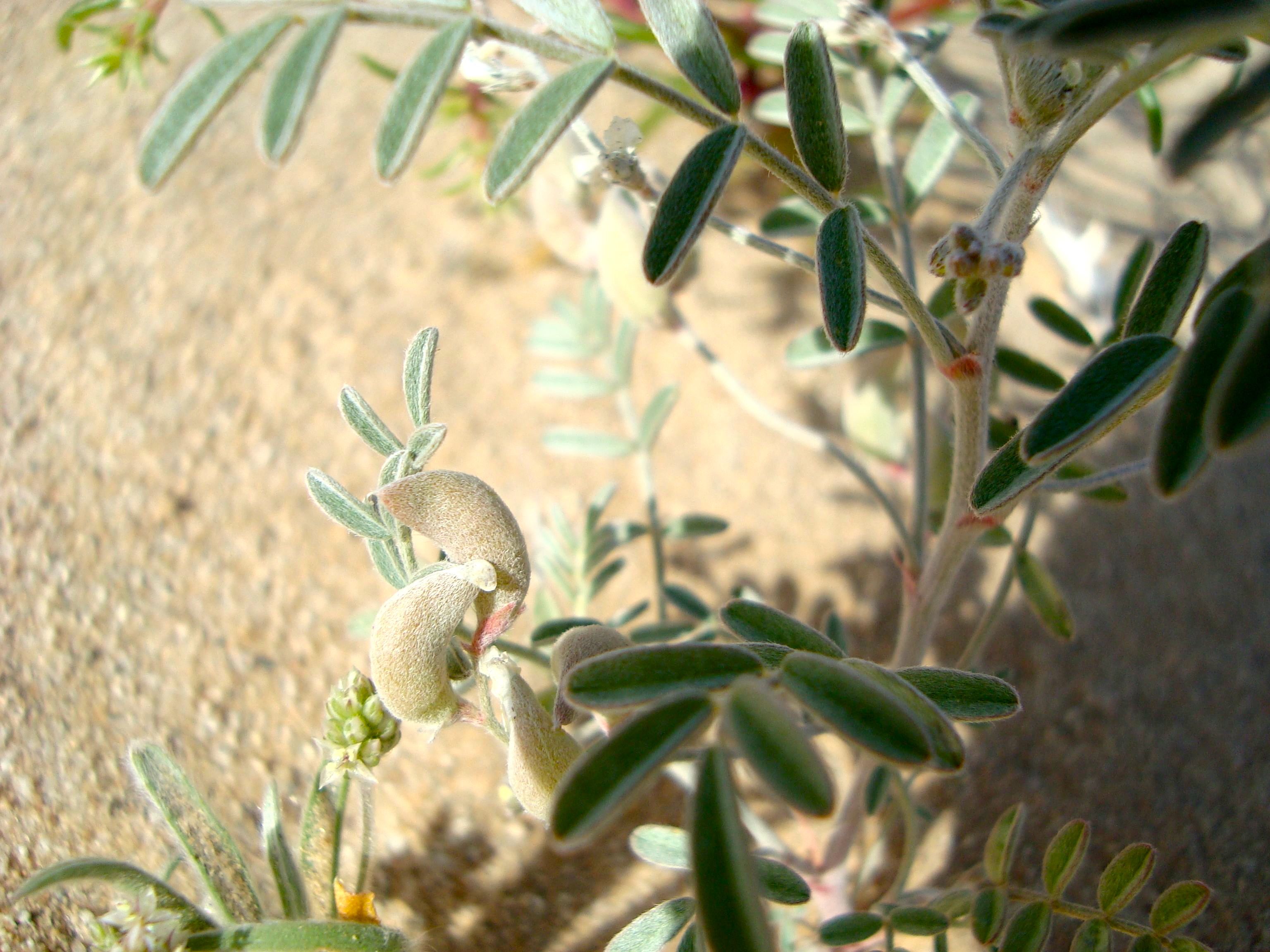 Astragalus aridus (Annual desert milkvetch), native California herb