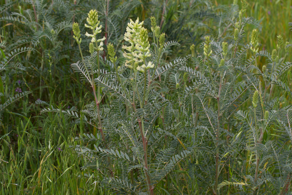 Astragalus asymmetricus (San joaquin milkvetch), native California herb