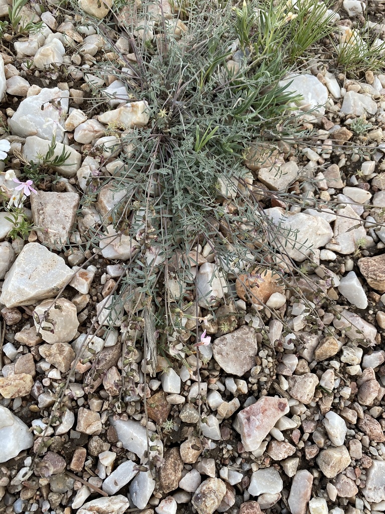 Astragalus atratus var. mensanus (Darwin mesa milkvetch), native California herb