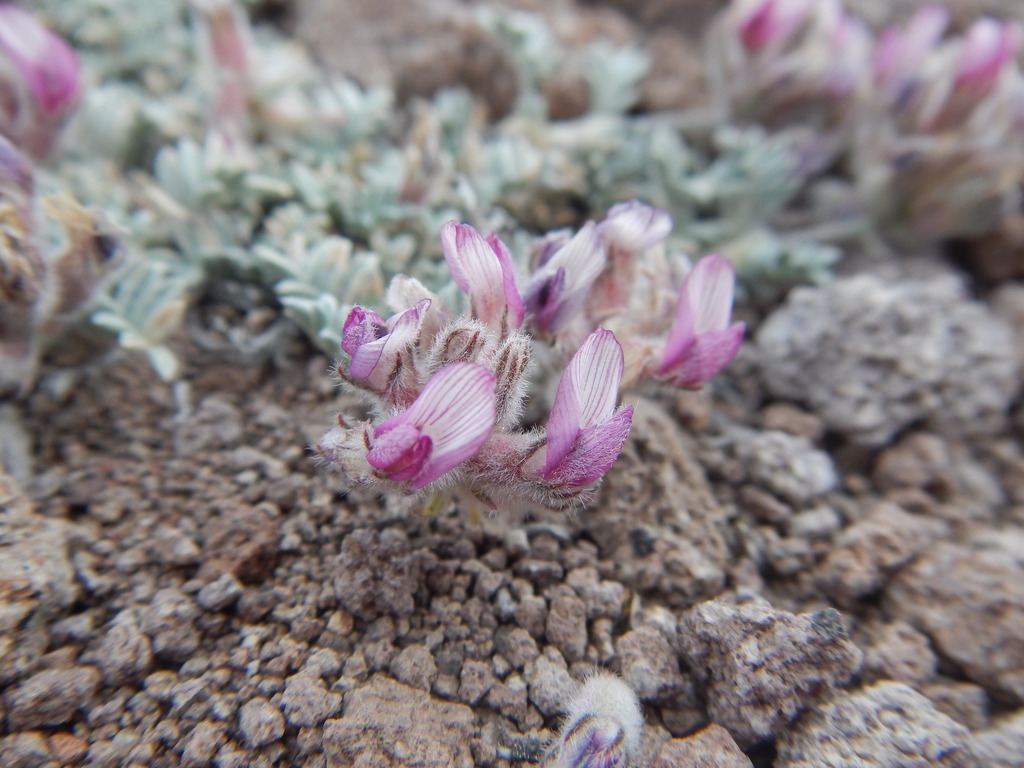 Astragalus austiniae (Austin's milkvetch), native California herb