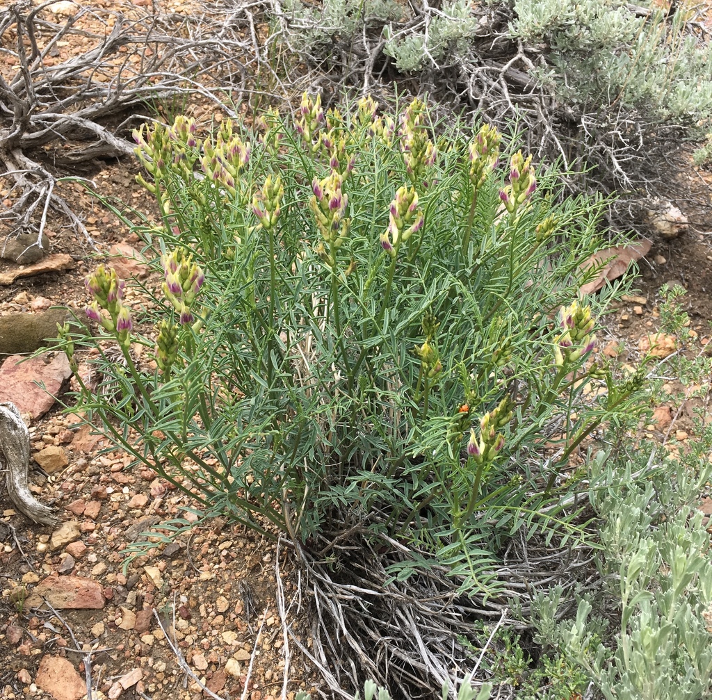 Astragalus bicristatus (Crested milkvetch), native California herb